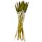 Dried Plant Bunny Tail Natural Foliage with Long Stems